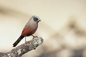 Estrildid Prints: Black-faced waxbill (Estrilda erythronotos) perched on branch
