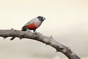 Estrildid Prints: Black-faced waxbill (Estrilda erythronotos) perched on branch