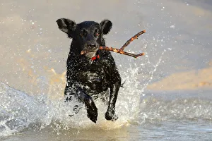 Energetic Prints: Black flat-coated retriever dog splashing in water and retrieving stick (Canis familiaris)