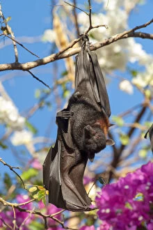 Stretching Gallery: Black flying fox (Pteropus alecto), male stretching wing whilst roosting on branch