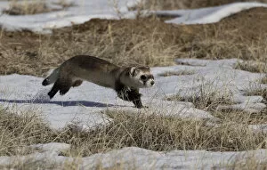Black-footed ferret (Mustela nigripes) running in the snow as it goes from one prairie