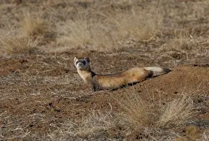 Camouflage Prints: Black-footed ferret (Mustela nigripes) hunting around a prairie dog burrow on the high prairie