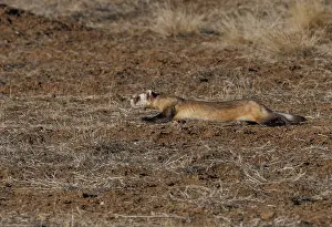 Southwest Usa Prints: Black-footed ferret (Mustela nigripes) hunting Prairie dog prey
