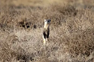 Camouflage Prints: Black-footed ferret (Mustela nigripes) standing alert on the high prairie
