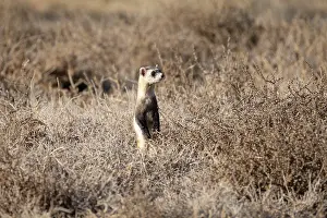 Habitat Prints: Black-footed ferret (Mustela nigripes) standing alert on the high prairie