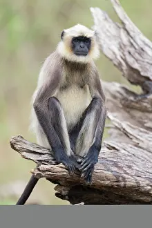 Monkey Prints: Black-footed gray langur (Semnopithecus hypoleucos) sitting on a fallen tree