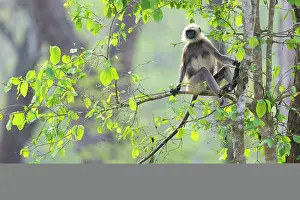 Monkey Prints: Black-footed gray langur (Semnopithecus hypoleucos) sitting in a tree