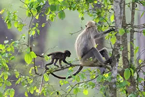 Monkey Prints: Black-footed gray langur (Semnopithecus hypoleucos) sitting in a tree with infant walking along branch