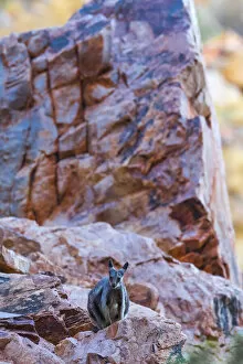 Images Dated 11th January 2022: Black-footed rock wallaby (Petrogale lateralis) on steep rocky mountainside, Alice Springs