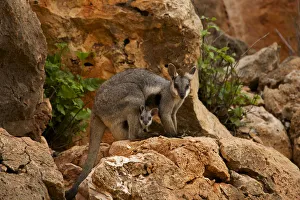 Black-footed rock wallaby (Petrogale lateralis) with young in pouch, Cape range National Park
