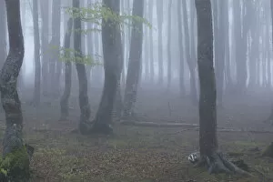 Images Dated 20th May 2014: Black Forest tree trunks in mist, Baden-Wurttemberg, Germany. May