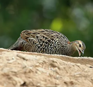 Perdicinae Prints: Black francolin (Francolinus francolinus) female