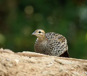 Perdicinae Prints: Black francolin (Francolinus francolinus) female, resting, Sattal, Uttarakhand, India