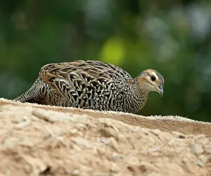 Perdicinae Prints: Black francolin (Francolinus francolinus) female, resting, Sattal, Uttarakhand, India