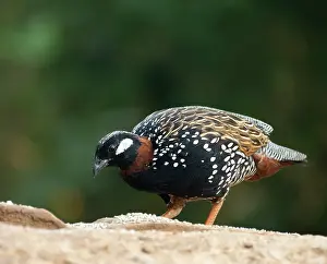 Perdicinae Prints: Black francolin (Francolinus francolinus) male, portrait, Sattal, Uttarakhand, India