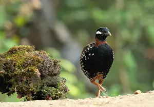 Perdicinae Prints: Black francolin (Francolinus francolinus) male, portrait, Sattal, Uttarakhand, India