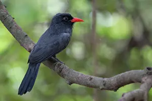 Wetland Prints: Black-fronted nunbird (Monasa nigrifrons) perched on branch