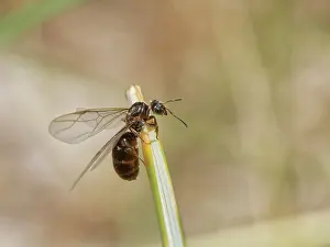 Gyne Prints: Black garden ant (Lasius niger) winged queen preparing to take flight from Marram grass in coastal sand dunes