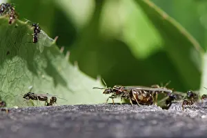 Gyne Prints: Black garden ants (Lasius niger)