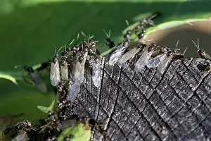 Formicidae Prints: Black garden ants (Lasius niger)
