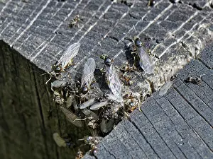 Gyne Prints: Black garden ants (Lasius niger) wingless workers