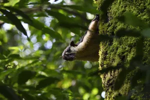 Yunnan Province Prints: Black giant squirrel (Ratufa bicolor) sitting on a tree at Tongbiguan Nature Reserve