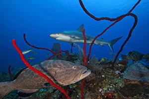 2018 August Highlights Gallery: Black grouper (Mycteroperca bonaci) and Caribbean Reef Shark (Carcharhinus perezi)