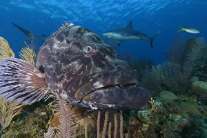 Images Dated 3rd April 2020: Black grouper (Mycteroperca bonaci), and Caribbean Reef Shark (Carcharhinus perezi)