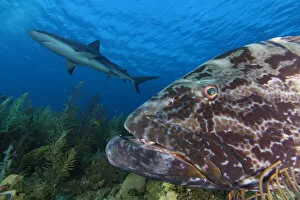 Images Dated 3rd April 2020: Black grouper (Mycteroperca bonaci), and Caribbean Reef Shark (Carcharhinus perezi)