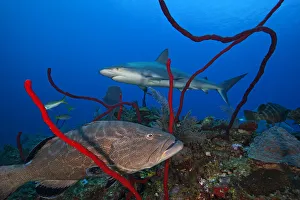 2018 August Highlights Prints: Black grouper (Mycteroperca bonaci) and Caribbean Reef Shark (Carcharhinus perezi)