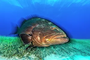 Lilianae Prints: Black grouper (Mycteroperca bonaci) swimming over Manatee grass (Syringodium filiforme)