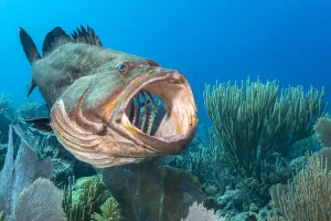 Serranidae Prints: Black grouper (Mycteroperca bonaci) yawning on a coral reef
