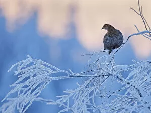 Images Dated 21st October 2019: Black Grouse female (Lyrurus tetrix) perched on frost covered branch, Suomussalmi Finland