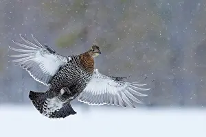 Grouse Prints: Black grouse (Lyrurus tetrix) female, in flight in snowfall, Kuhmo, Finland. January