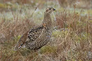 Grouse Prints: Black grouse (Lyrurus tetrix) female, portrait, Langdon Beck, County Durham, UK. April