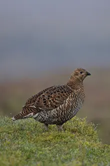 Grouse Prints: Black grouse (Lyrurus tetrix) female, portrait, Langdon Beck, County Durham, UK. April