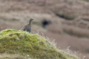 Grouse Prints: Black grouse (Lyrurus tetrix) female