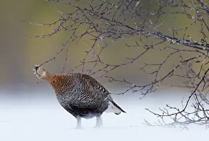 Game Bird Prints: Black grouse (Lyrurus tetrix) female, pecking on branch, Kuhmo, Finland. January