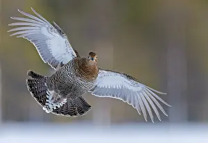 Black grouse (Lyrurus tetrix) female, in flight, Kuhmo, Finland. January