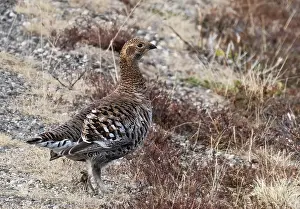 Camouflage Prints: Black grouse (Lyrurus tetrix) female standing by roadside verge