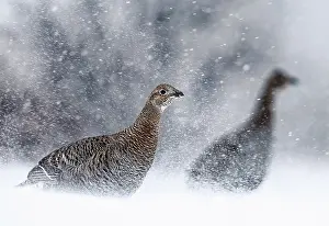 Grouse Prints: Two Black grouse (Lyrurus tetrix) females, in falling snow, Kuhmo, Finland. January
