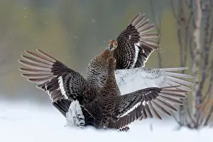 Game Bird Prints: Two Black grouse (Lyrurus tetrix) females fighting on snow, Kuhmo, Finland. February