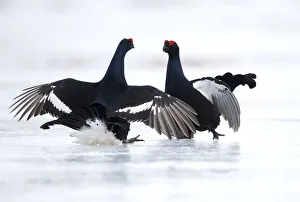 Black Grouse (Lyrurus tetrix) fighting on icem Finland. March
