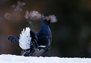 Grouse Prints: Black grouse (Lyrurus tetrix) male