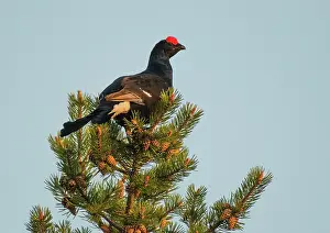 Black grouse (Lyrurus tetrix) male, perched in the top of Scots pine (Pinus sylvestris) tree overlooking the lek, Pokka, Finnish Lapland, Finland. May