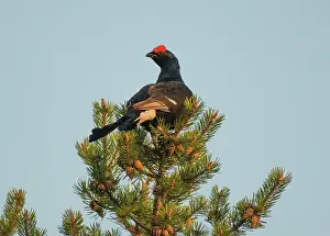 Gymnosperm Prints: Black grouse (Lyrurus tetrix) male