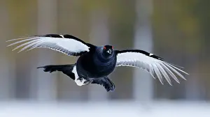 Game Bird Prints: Black grouse (Lyrurus tetrix) male, in flight, Kuhmo, Finland. January