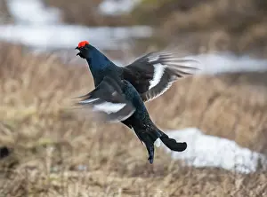 Lapland Prints: Black grouse (Lyrurus tetrix) male calling and display flighting at the edge of the lekking site