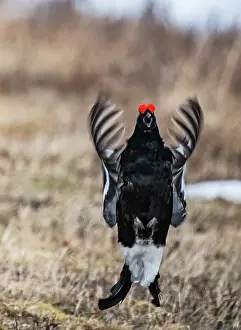Rear View Prints: Black grouse (Lyrurus tetrix) male calling and display flighting at the edge of the lekking site