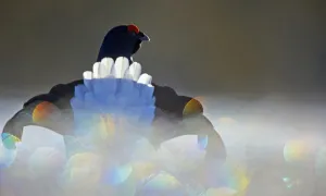 Black Grouse (Lyrurus tetrix) male displaying with bokeh effect in the foreground